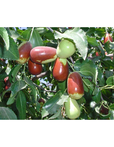 Jujube ''Lang'' (Ziziphus jujuba) Azufaifo, Manzanita, Jocote coreano VENTA EN MEXICO