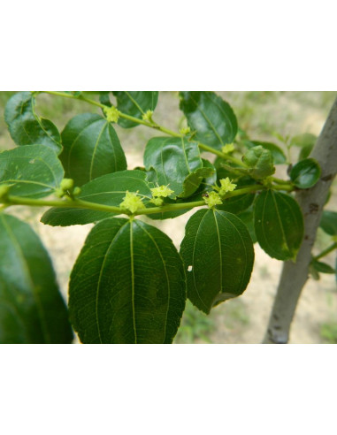 Jujube ''Lang'' (Ziziphus jujuba) Azufaifo,...