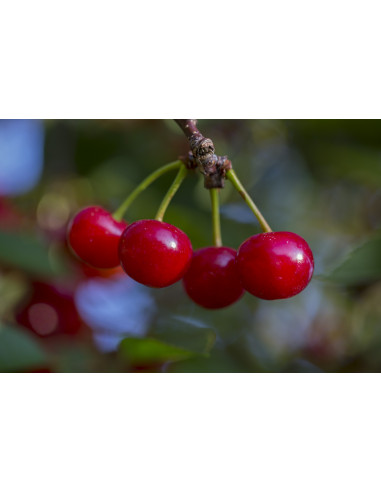 1 Arbolito de Cerezo 'Montmorency' (Prunus cerasus) Venta en Mexico de Cerezo acido, Guindo, unicos