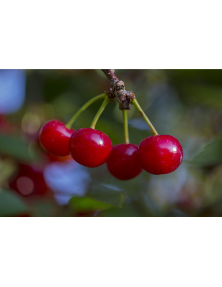 1 Arbolito de Cerezo 'Montmorency' (Prunus cerasus) Venta en Mexico de Cerezo acido, Guindo, unicos