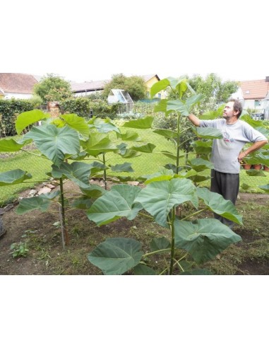 1 Arbolito de Paulownia tomentosa ''Kiri'' Arbol imperial chino