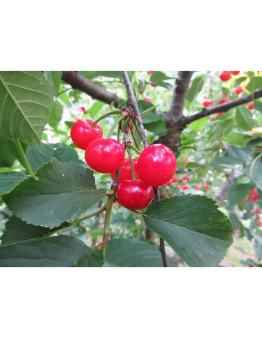 1 Arbolito de Cerezo 'Montmorency' (Prunus...