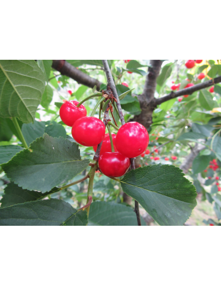 1 Arbolito de Cerezo 'Montmorency' (Prunus cerasus) Venta en Mexico de Cerezo acido, Guindo, unicos