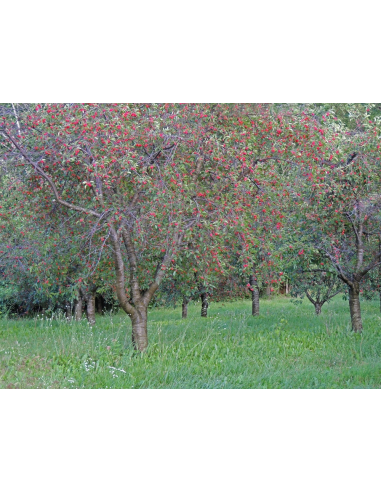 1 Arbolito de Cerezo 'Montmorency' (Prunus...