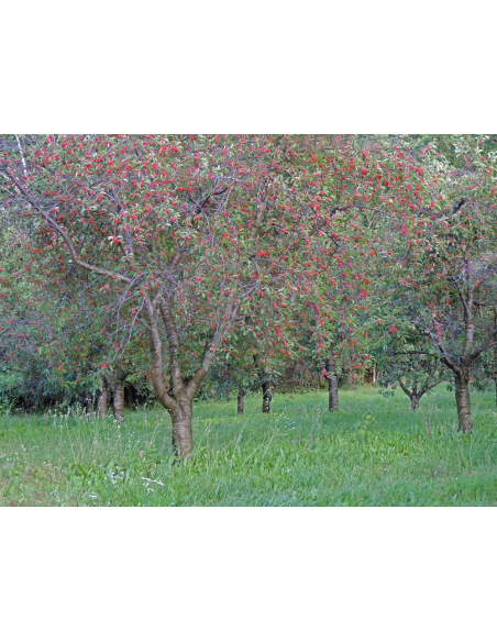 1 Arbolito de Cerezo 'Montmorency' (Prunus cerasus) Venta en Mexico de Cerezo acido, Guindo, unicos