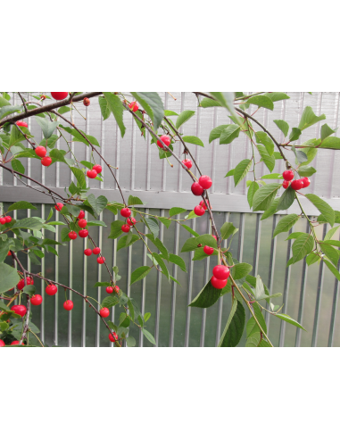 Montmorency cherry tree (Prunus cerasus)...