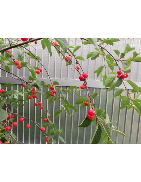 1 Arbolito de Cerezo 'Montmorency' (Prunus cerasus) Venta en Mexico de Cerezo acido, Guindo, unicos