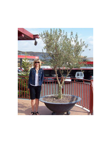 Mission olive tree (Olea europaea) Buy one get one free - Buy rare olive cultivars online