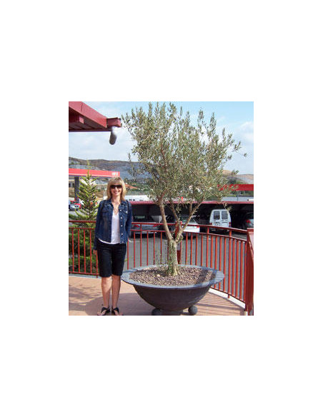 Mission olive tree (Olea europaea) Buy one get one free - Buy rare olive cultivars online