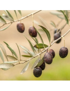 Mission olive tree (Olea... 2