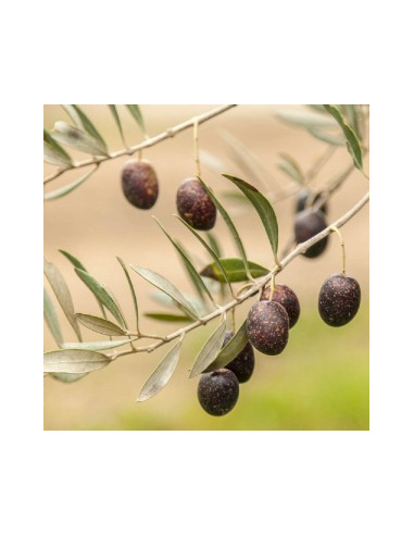 Mission olive tree (Olea europaea) Buy one get...
