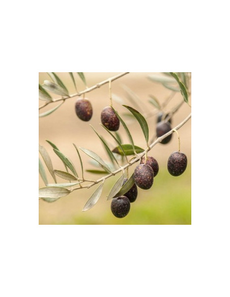 Mission olive tree (Olea europaea) Buy one get one free - Buy rare olive cultivars online