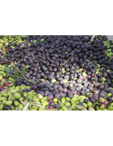 Mission olive tree (Olea europaea) Buy one get one free - Buy rare olive cultivars online