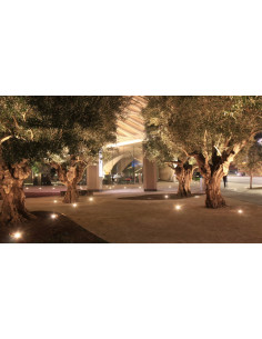 Barouni olive tree (Olea... 2