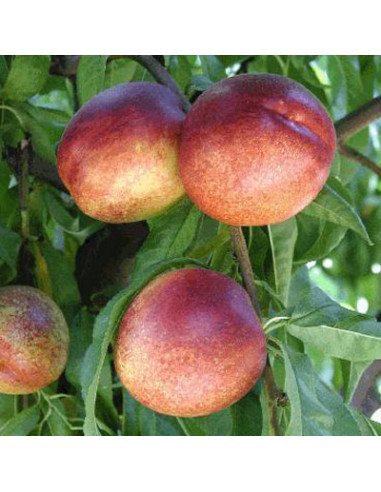 1 Arbolito de Nectarina ''Ruby Grande'' (Prunus persica) Injertada, arboles dde nectarina Venta vivero en mexico