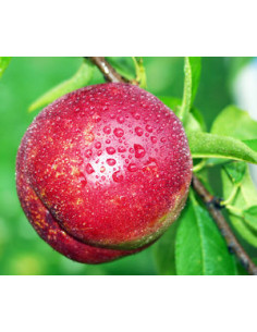 Nectarine 'Red grand'... 2