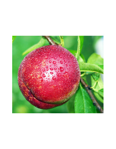 Nectarine 'Red grand' Prunus persica (RARE...