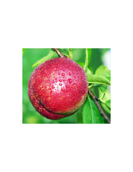 Nectarine 'Red grand' Prunus persica (RARE GRAFT) FOR SALE LIVE TREE
