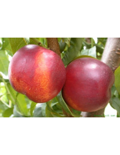 Nectarine 'FANTASIA' Prunus...