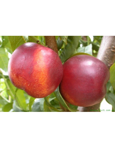 Nectarine 'FANTASIA' Prunus persica (RARE GRAFT) FOR SALE LIVE TREE