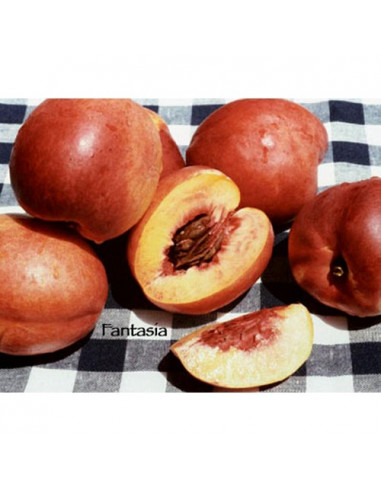 1 Arbolito de Nectarina ''Fantasya'' (Prunus...