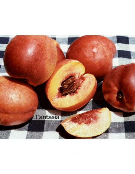 1 Arbolito de Nectarina ''Fantasya'' (Prunus persica) Injertada, arboles dde nectarina Venta vivero en mexico