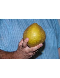 Asian pear, Nashi 'Korean'...