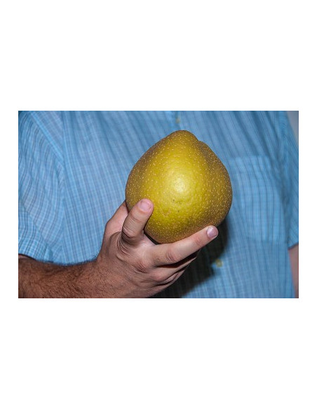 Asian pear, Nashi 'Korean' (Pyrus pyrifolia) Online tree nursery - THE GREENSS SHOP CO. Semillas, plantas, y mucho mas.