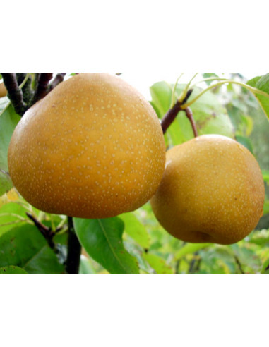 Asian pear, Nashi 'Korean' (Pyrus pyrifolia)...