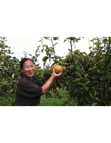 Asian pear, Nashi 'Korean' (Pyrus pyrifolia)...