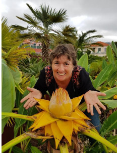 Chinese dwarf banana ( Musella lasiocarpa ) Golden lotto flower plant - Green Shop tropical's 2