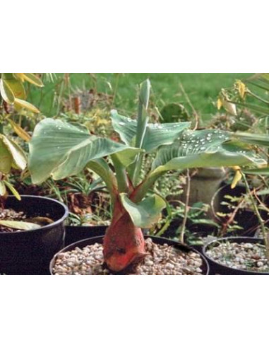 Chinese Lotus dwarf banana ( Musella lasiocarpa...