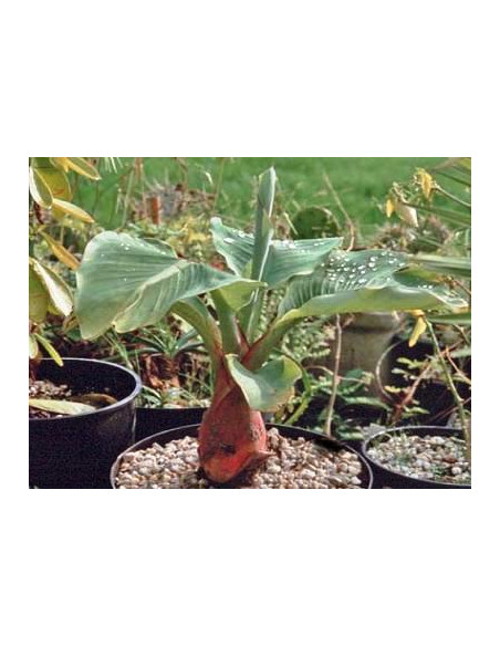 Chinese Lotus dwarf banana ( Musella lasiocarpa ) Golden lotto flower plant - Green Shop tropical's