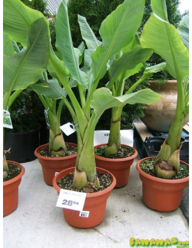 Chinese Lotus dwarf banana ( Musella lasiocarpa...
