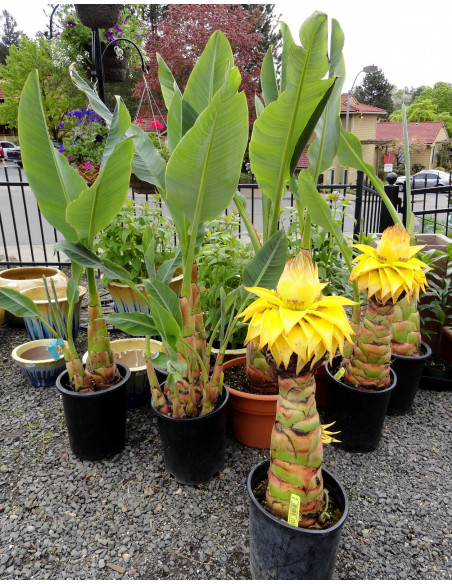 Chinese Lotus dwarf banana ( Musella lasiocarpa ) Golden lotto flower plant - Green Shop tropical's
