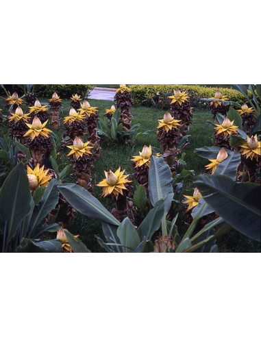 Chinese Lotus dwarf banana ( Musella lasiocarpa...