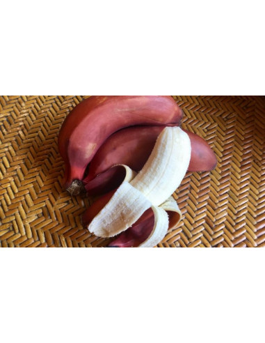 ''Dacca' Platano morado tailandes - (Musa spp) Platano morado venta online de Plantulas, donde comprar