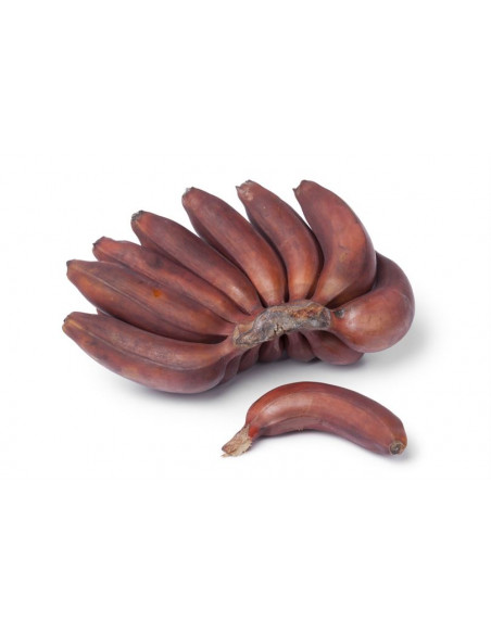 ''Dacca' Platano morado tailandes - (Musa spp) Platano morado venta online de Plantulas, donde comprar