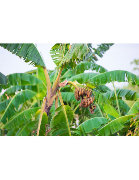 ''Dacca' Platano morado tailandes - (Musa spp) Platano morado venta online de Plantulas, donde comprar