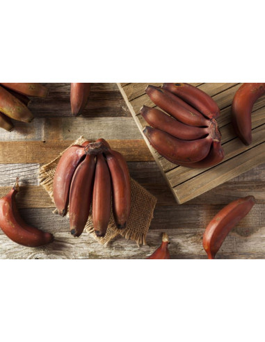 ''Dacca' Platano morado tailandes - (Musa spp)...