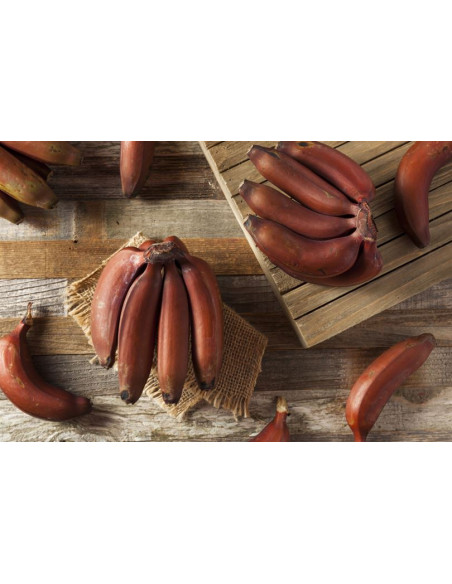 ''Dacca' Platano morado tailandes - (Musa spp) Platano morado venta online de Plantulas, donde comprar