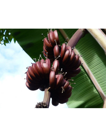 ''Dacca' Platano morado tailandes - (Musa spp) Platano morado venta online de Plantulas, donde comprar