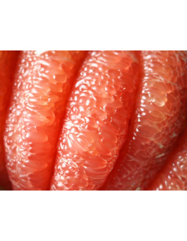 Toronja Gigante de tailandia (Siam ruby) Venta...