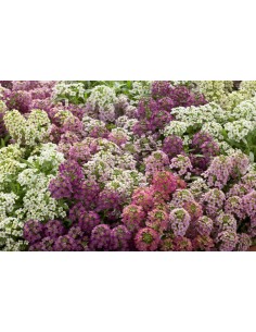 110 Seeds - Lobularia maritima (Alyssum flower) Beautyfull white flowers. 2