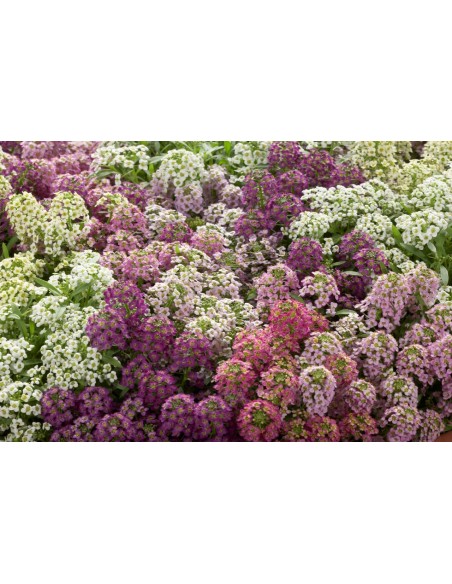 110 Seeds - Lobularia maritima (Alyssum flower) Beautyfull white flowers. 110 Seeds - Lobularia maritima (Alyssum flower) Beautyfull white flowers.