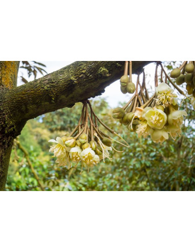 Durian fruit tree ''Monthong'' (Durio zibethinus) Order online durio trees from Mexico