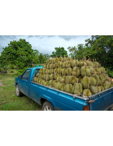 Durian fruit tree ''Monthong'' (Durio...