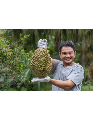 Durian ''Monthong'' (Durio zibethinus) Injerto...