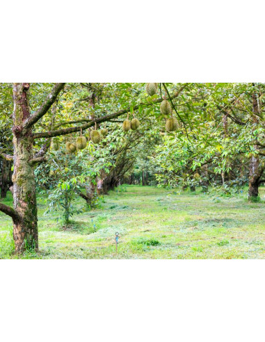 Durian ''Monthong'' (Durio zibethinus) Injerto...