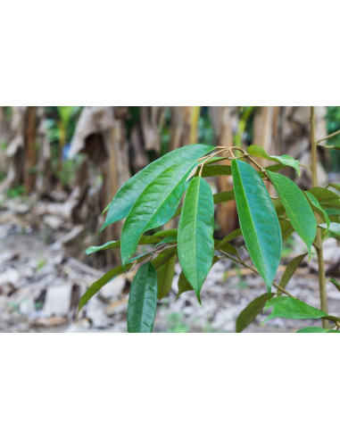 Durian ''Monthong'' (Durio zibethinus) Injerto...